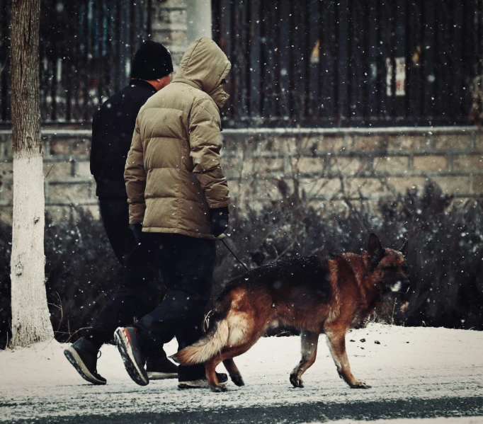 a person walking a large dog down the street