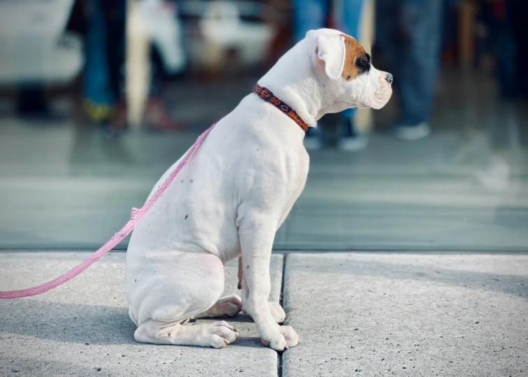a white and brown puppy sitting down on a sidewalk