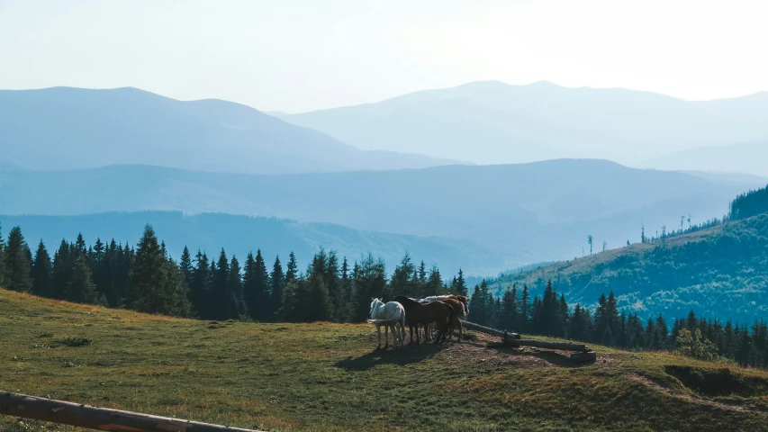 cows are on the slope by themselves on a hill