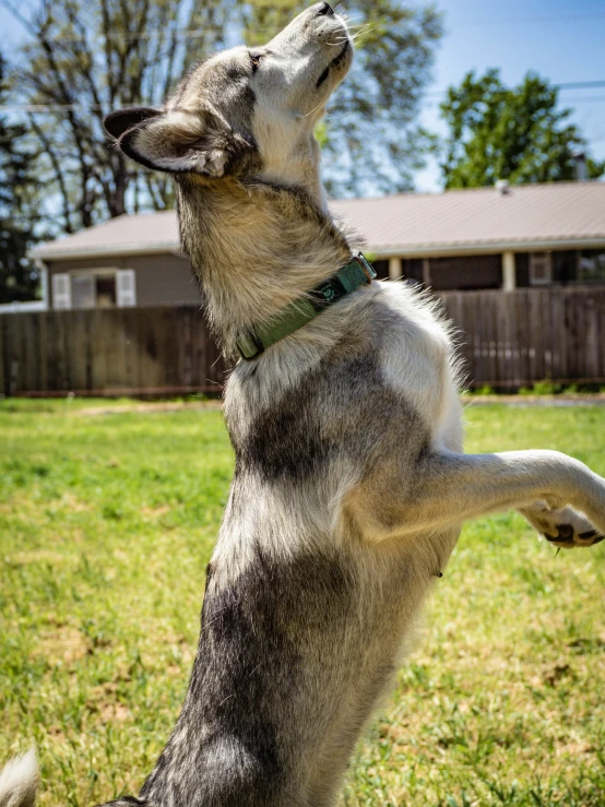 a dog has its mouth wide open and is playing frisbee