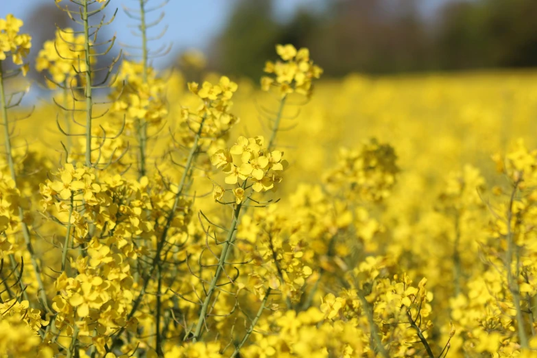 yellow plants are out in the field