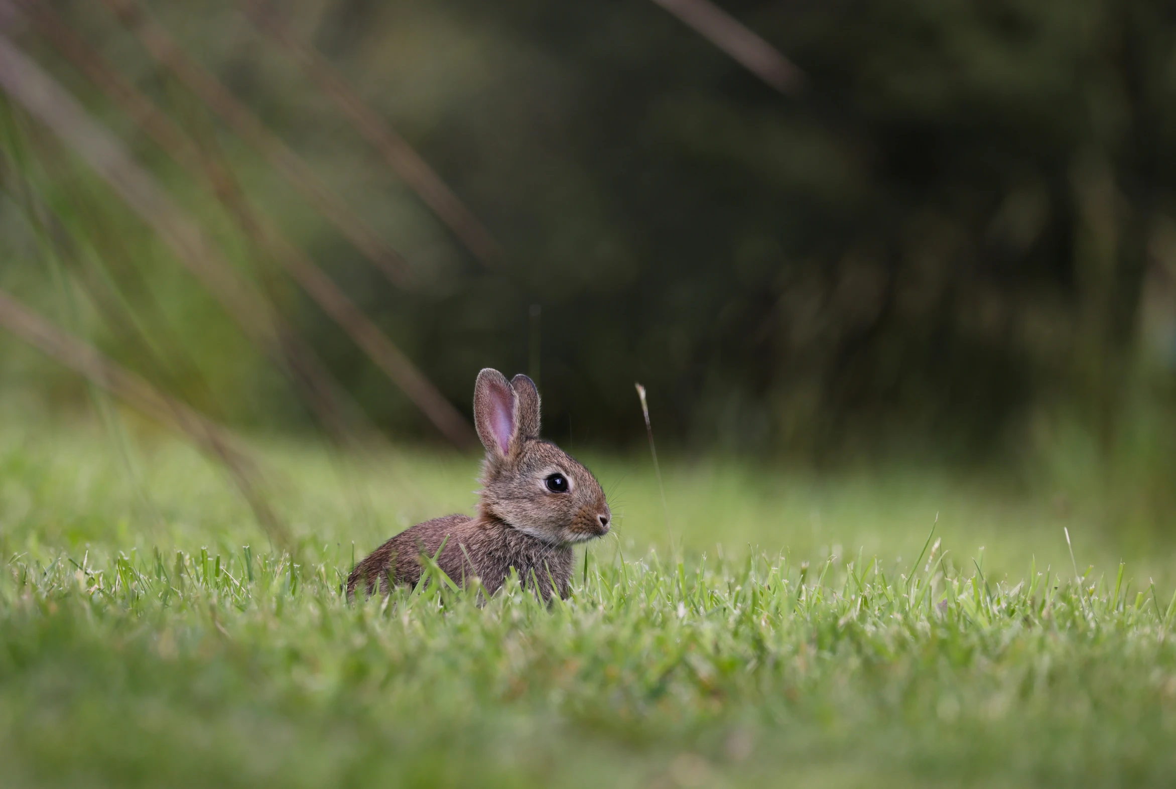 a small rabbit in grassy field with trees in background