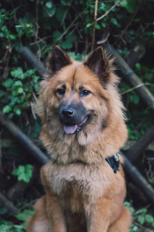 a fluffy dog is sitting and smiling in front of trees