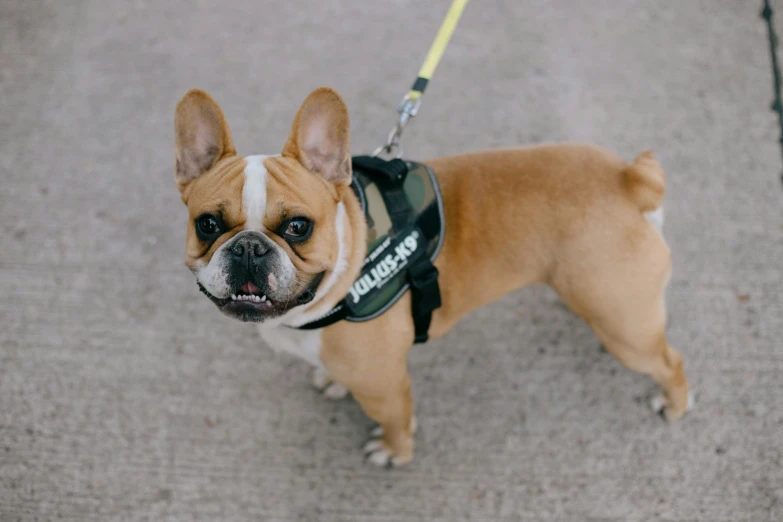 a small french bulldog is wearing a service vest