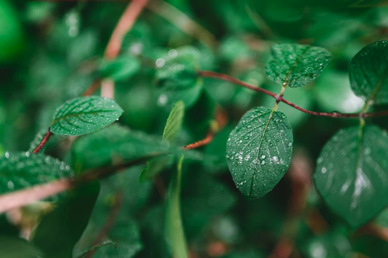 a close - up view of wet green leaves