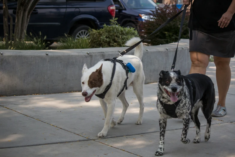 two dogs on a leash being lead down a sidewalk