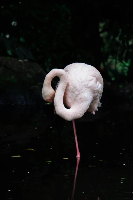 a pink flamingo stands in the water in front of plants