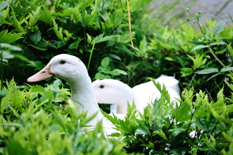 two ducklings walking through a bush near trees