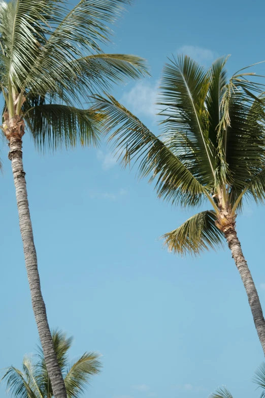 two large palm trees next to each other