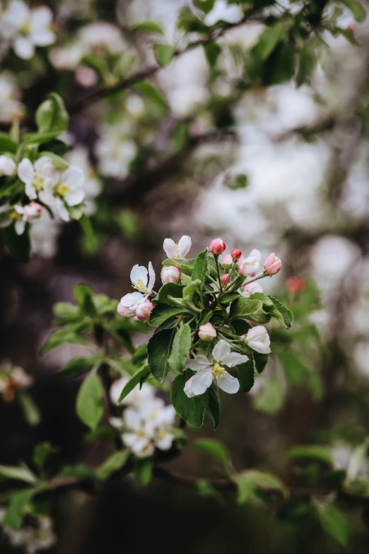 white flowers are in bloom and green leaves are on the nch