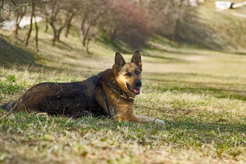 a german shepherd laying down in the grass