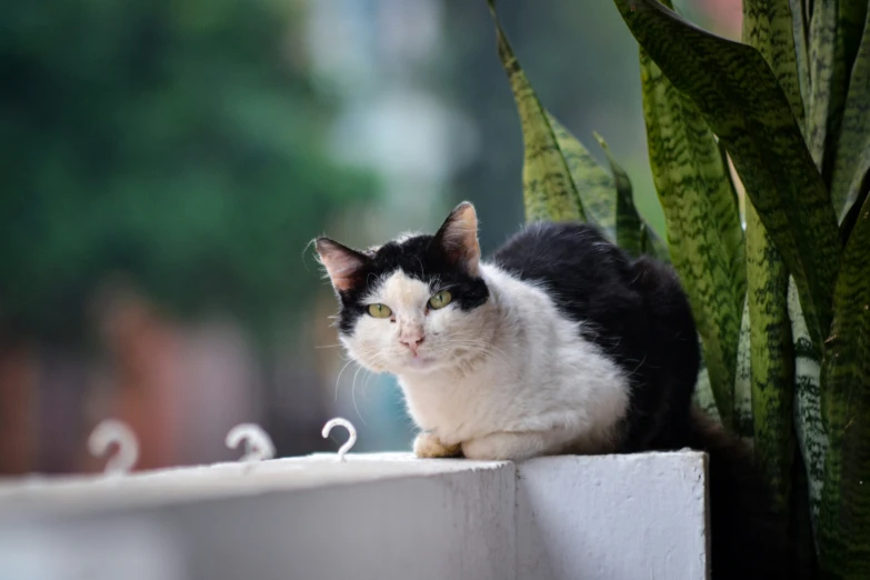 the black and white cat is sitting next to a plant