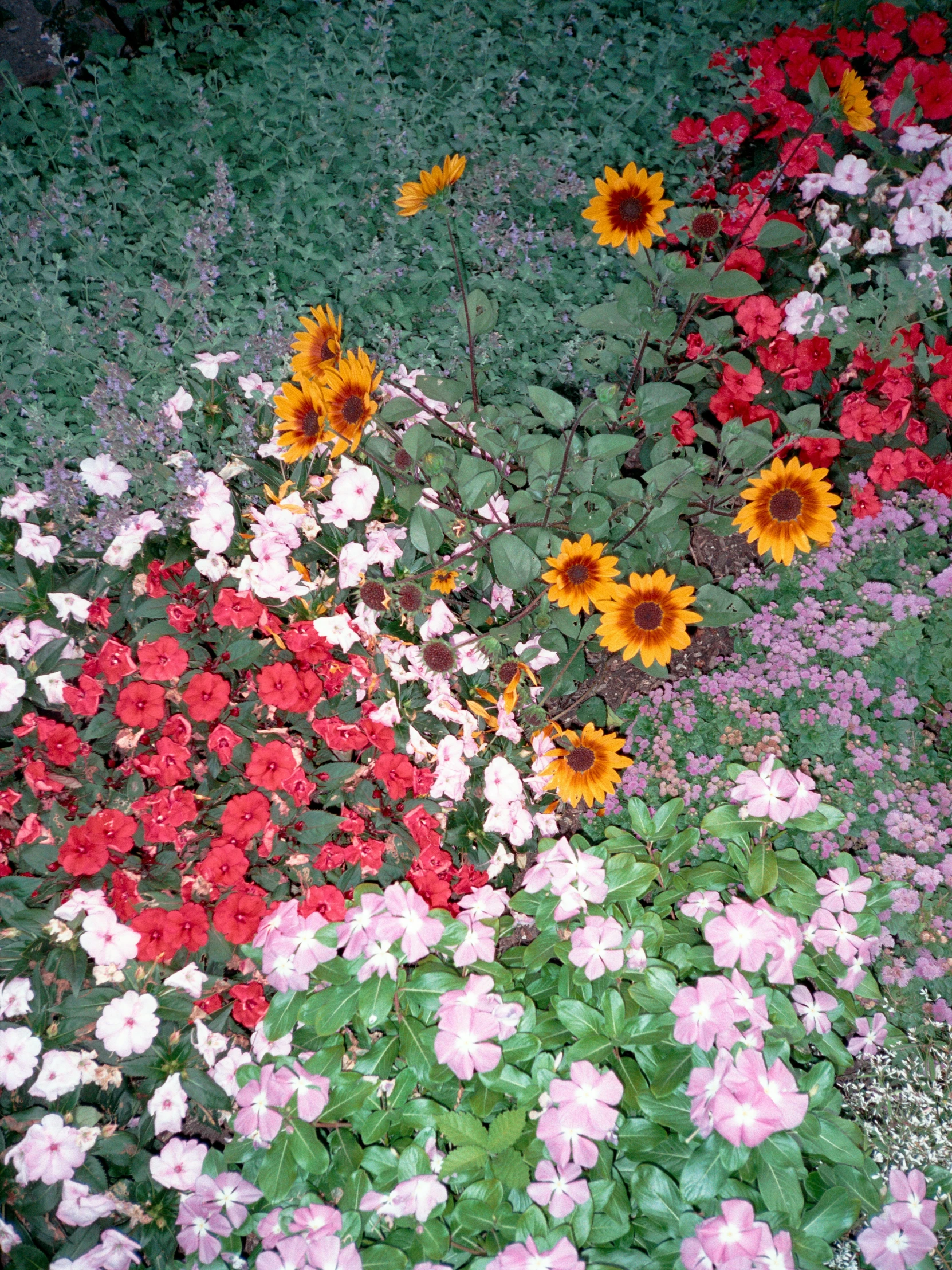 a field with various types and sizes of flowers