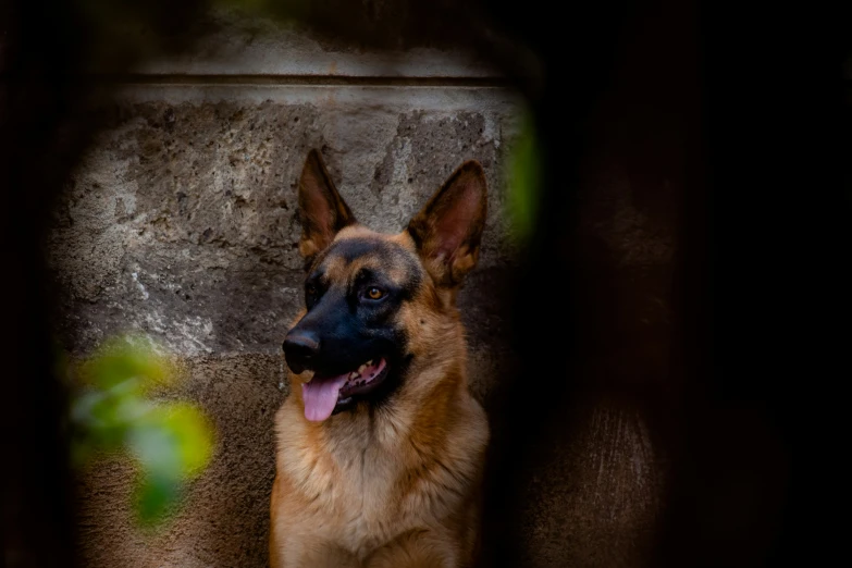 a large dog that is outside next to the wall