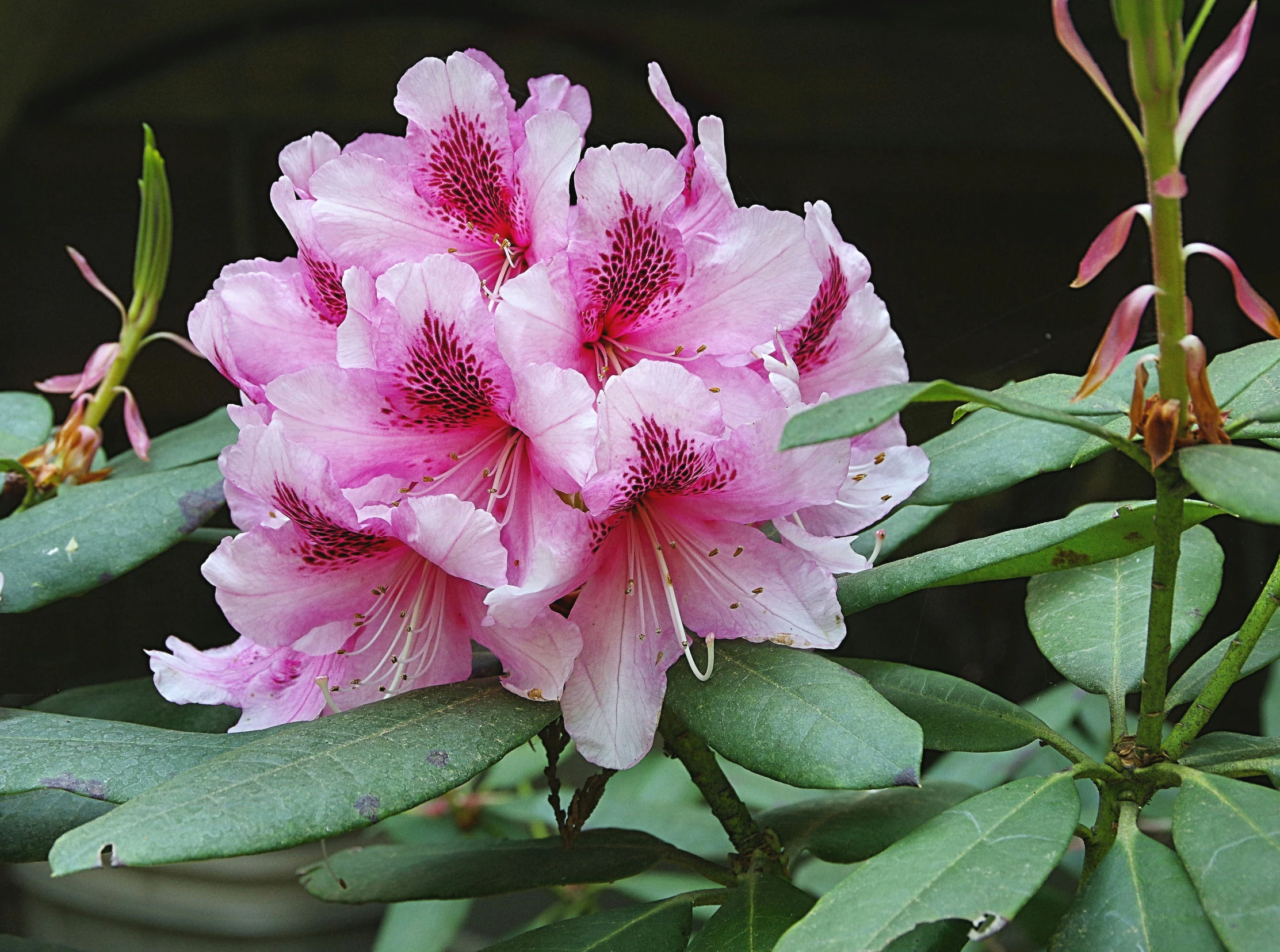 the pink flowers are growing from the stems