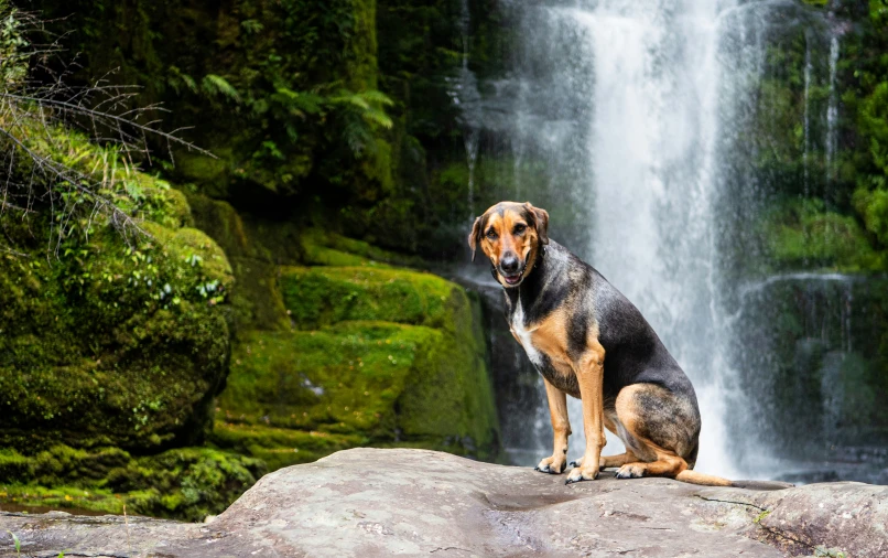 a dog sitting on rocks in front of a waterfall