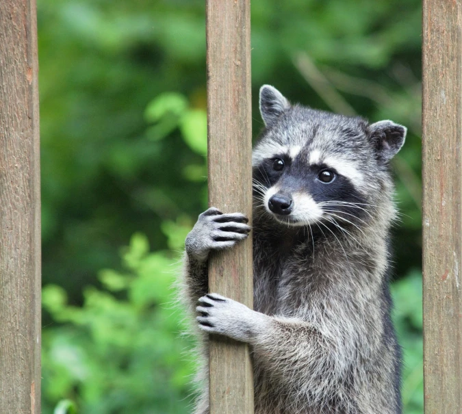 a rac with its paw on the fence