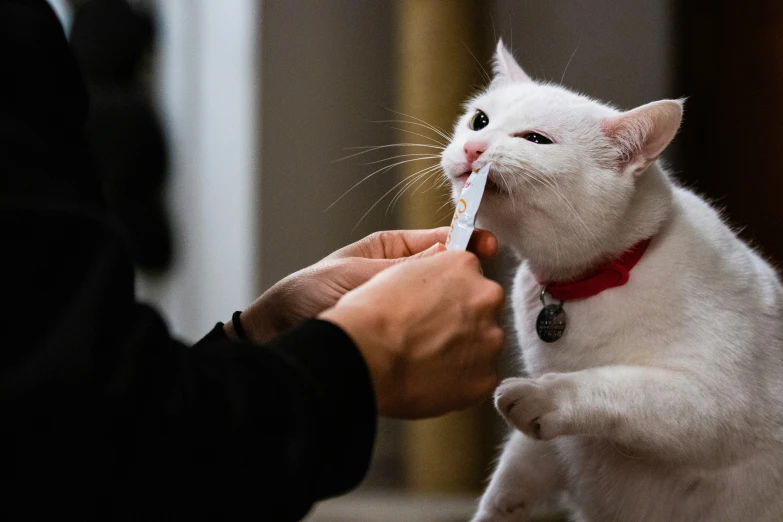 white cat sitting with a person holding it and trying to brush its teeth