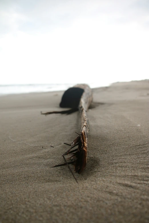 a small log is lying on the sand by the ocean