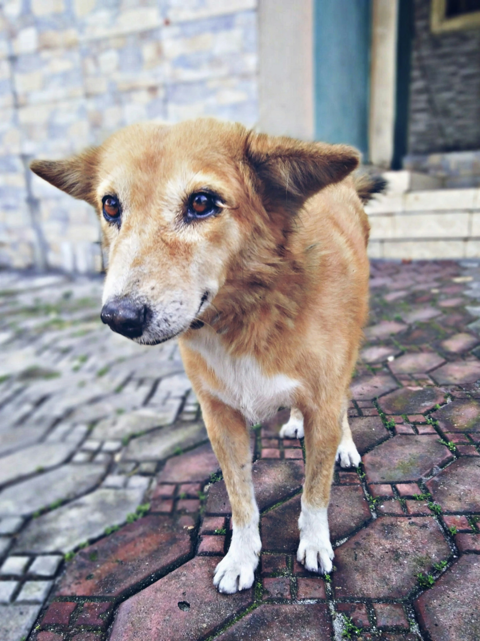 a dog that is standing on some bricks