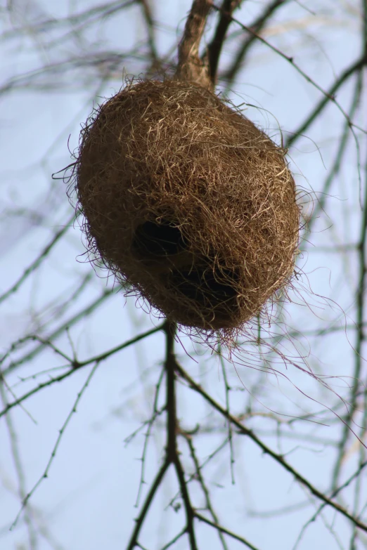 a bird is taking a bath in a bird's nest