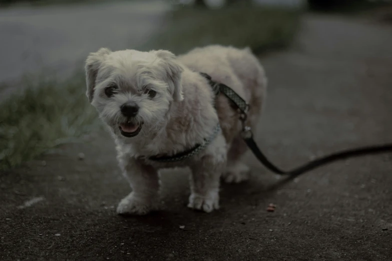 the white dog is being walked down the sidewalk