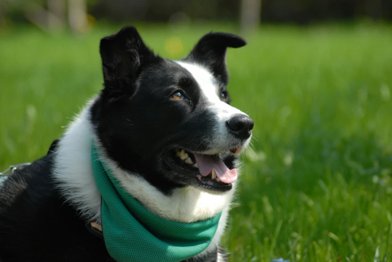 a black and white dog wearing a bandana in grass