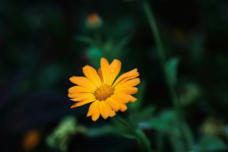 an orange flower on a plant with dark background