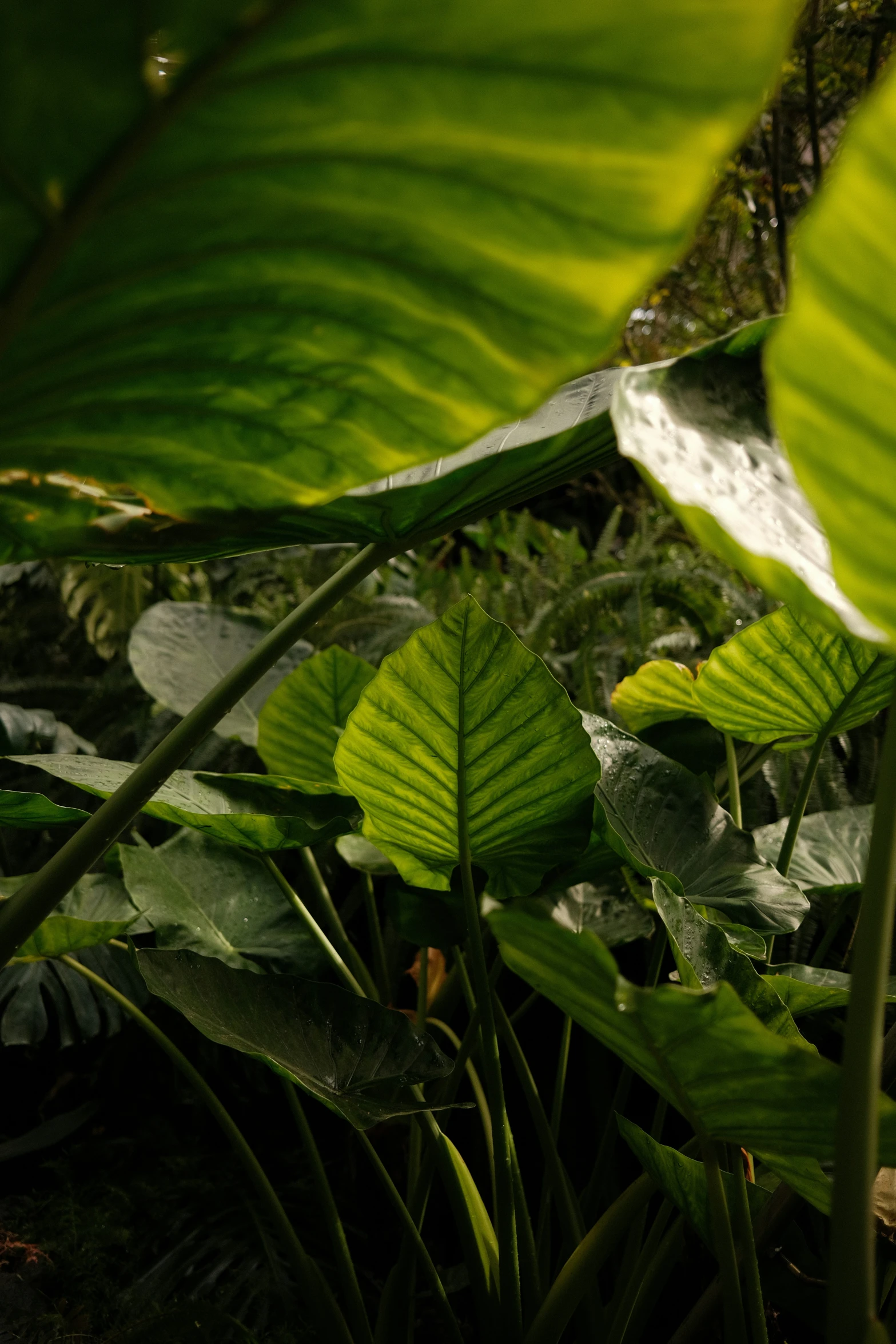 green plant life on the ground with long thin leaves