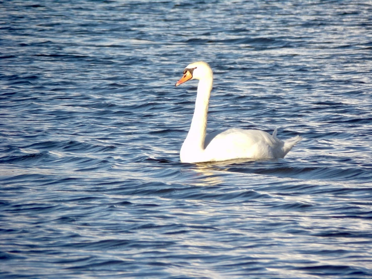 the white swan is floating on the water