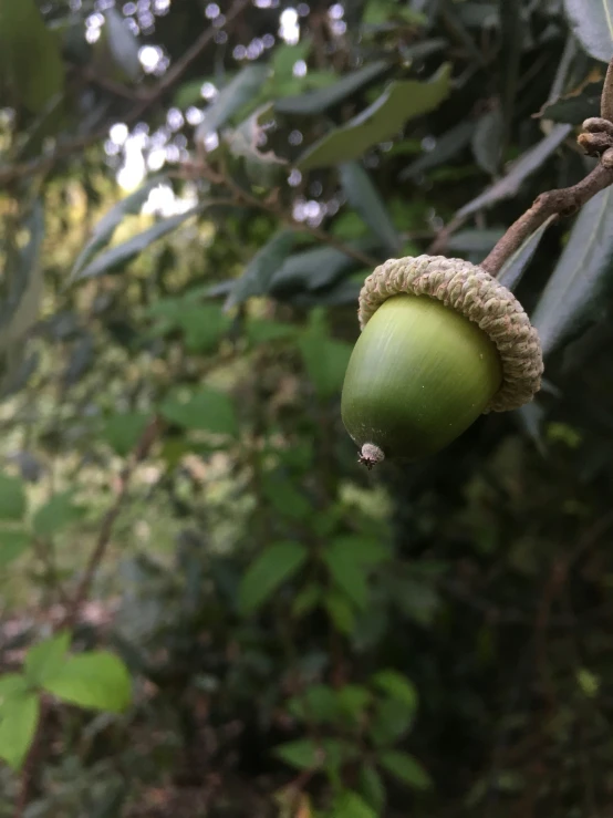 a tree that has some green fruit on it