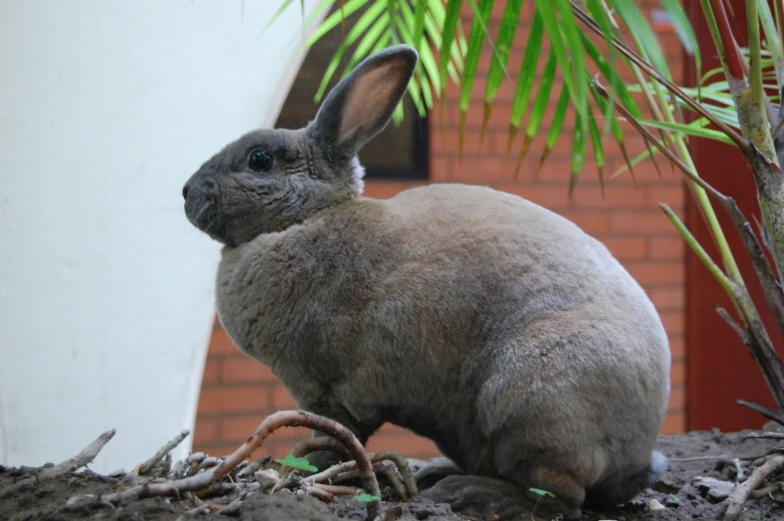 an image of a small gray rabbit by a house