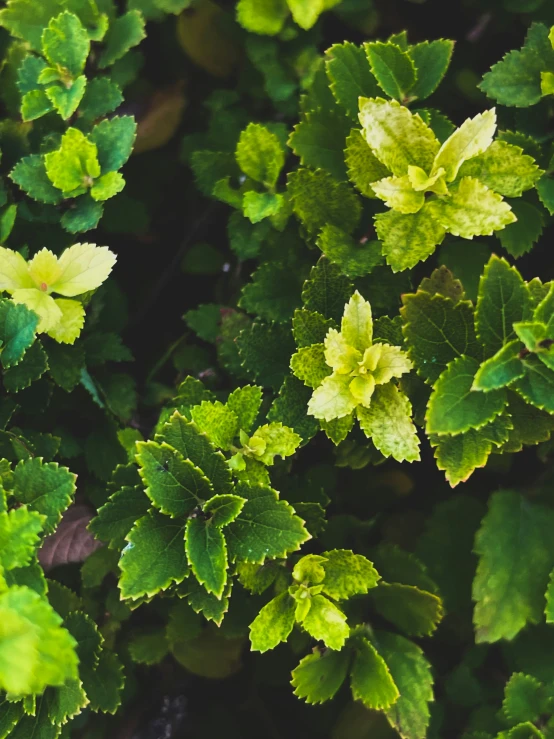 green plants with some yellow leaves