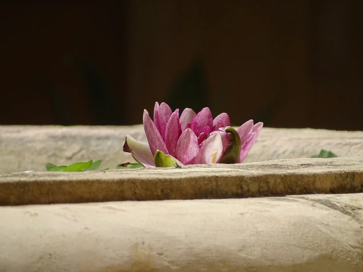 a purple flower sitting on top of cement pillars