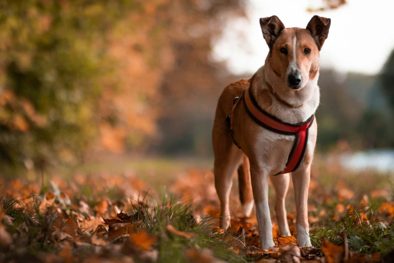 a dog standing in the leaves with it's collar on