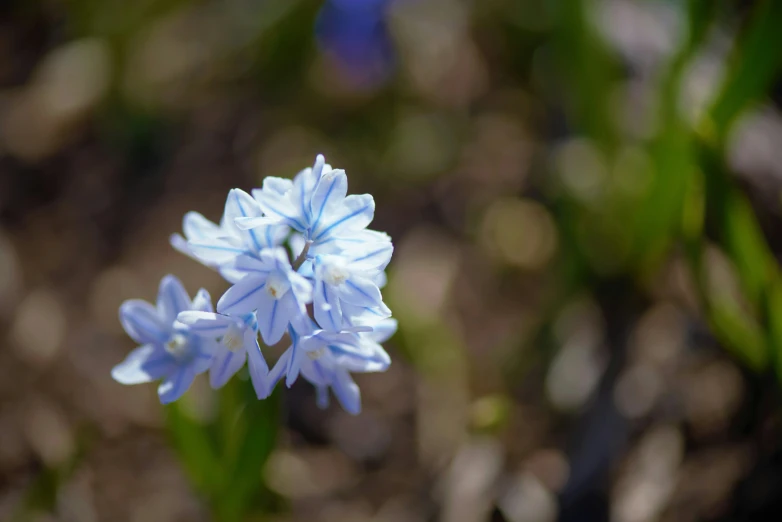 a very small blue flower on a stem