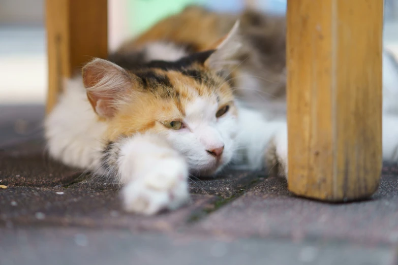 a cat laying underneath a table looking at the camera