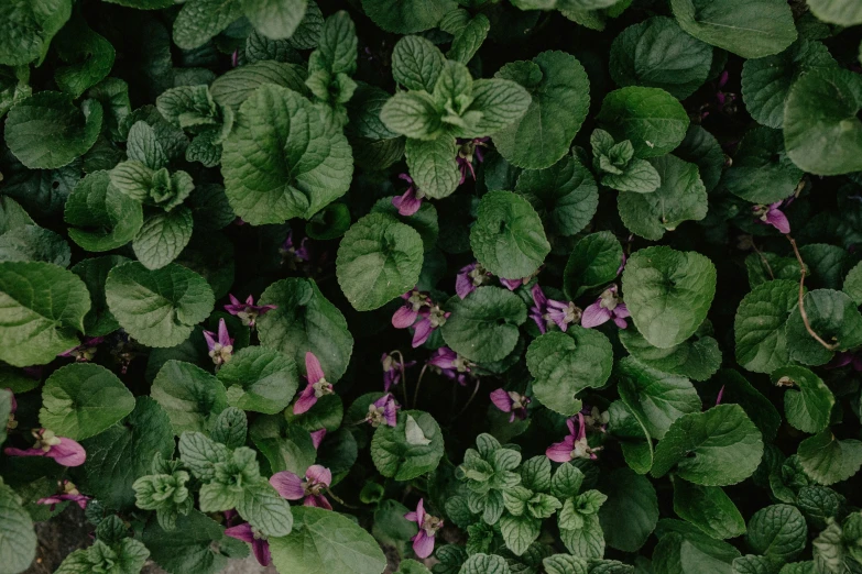 a very close up of some plants with purple flowers