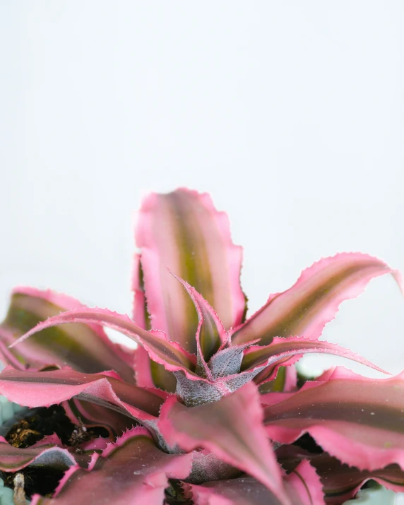 a single pink flower in a glass vase