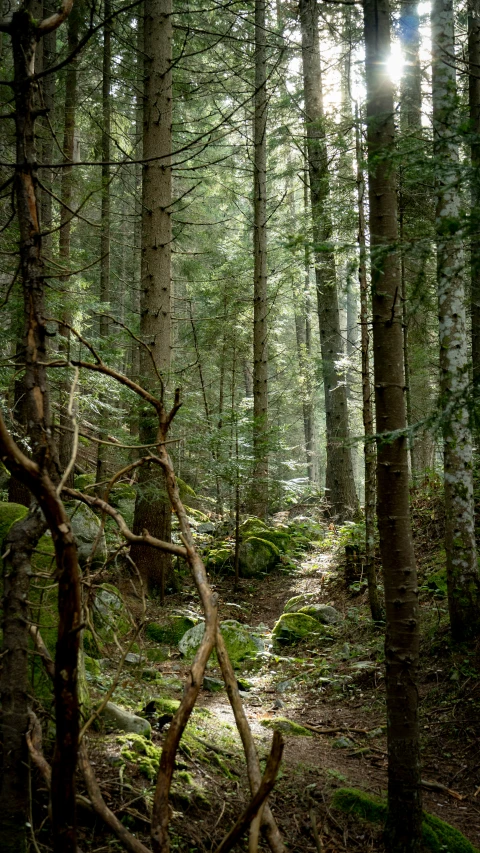 the sun shines through the trees on this rocky path