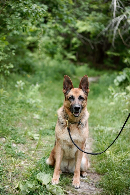 a german shepherd with leash sitting down in the grass