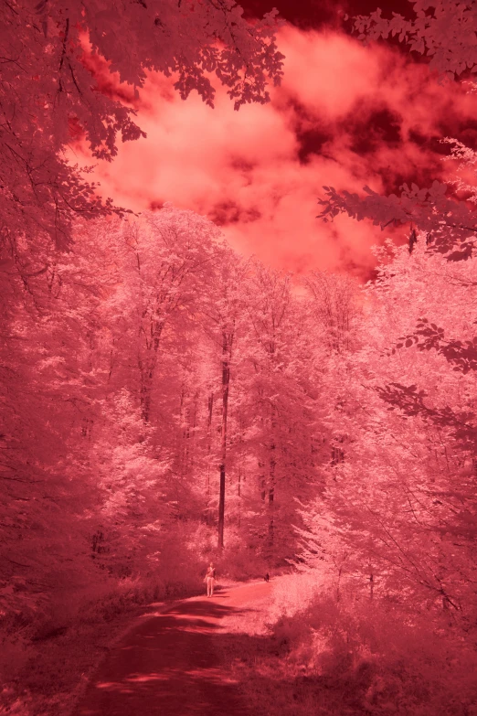 infrared image of pink trees and red sky