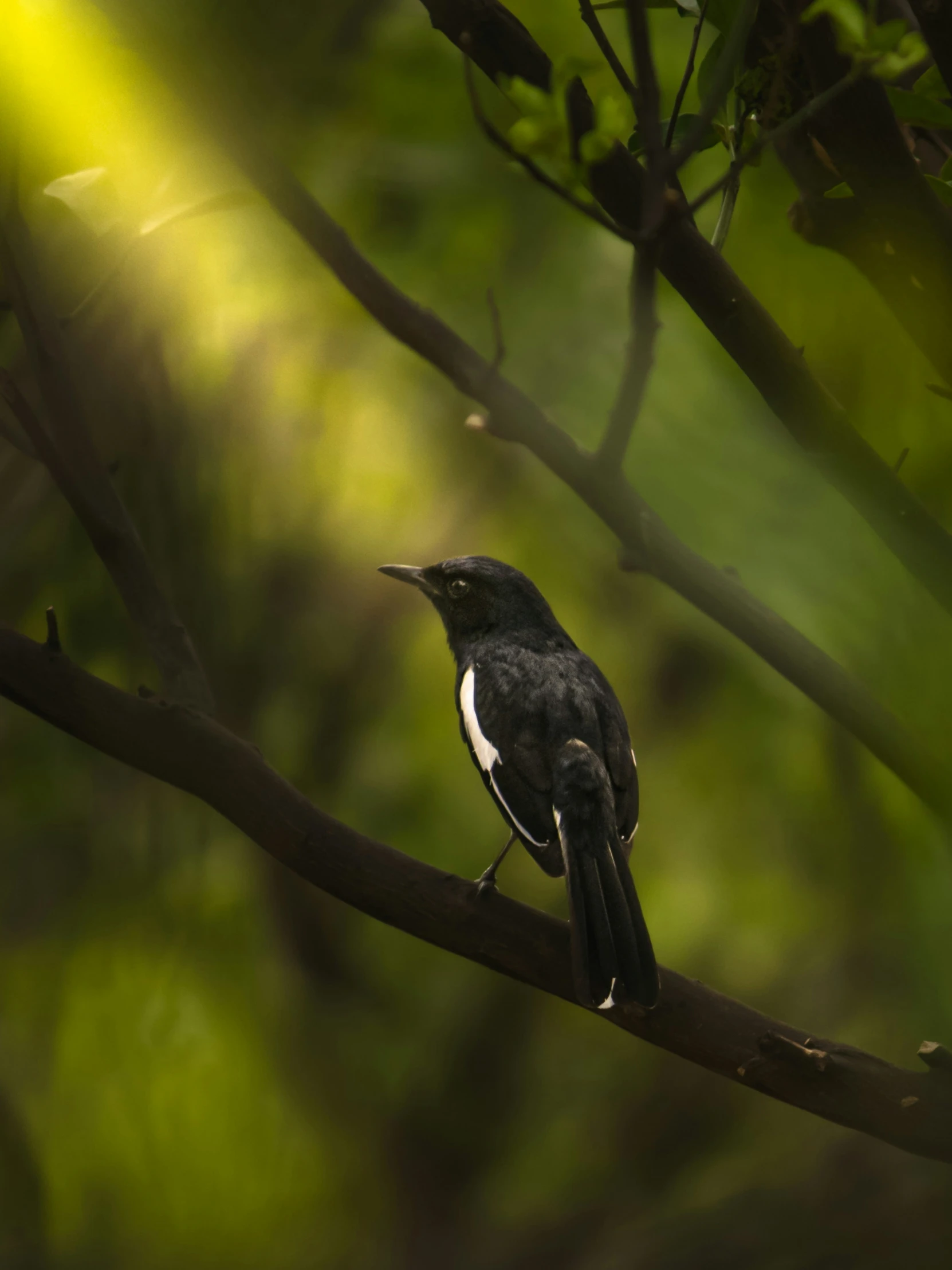 a bird is sitting on a nch