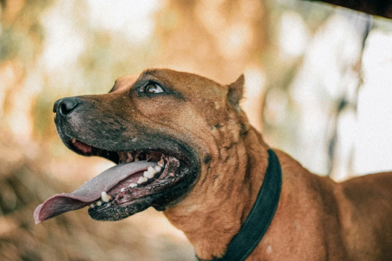 a close up of a dog with its tongue out