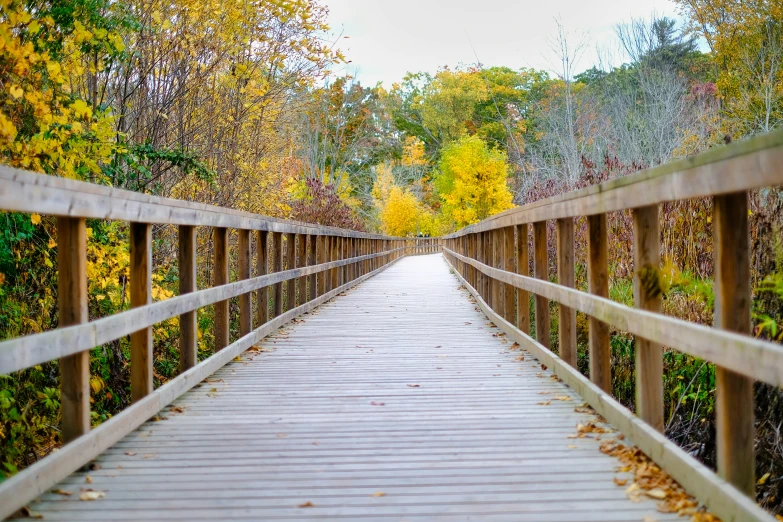 the wooden path is surrounded by trees with autumn foliage