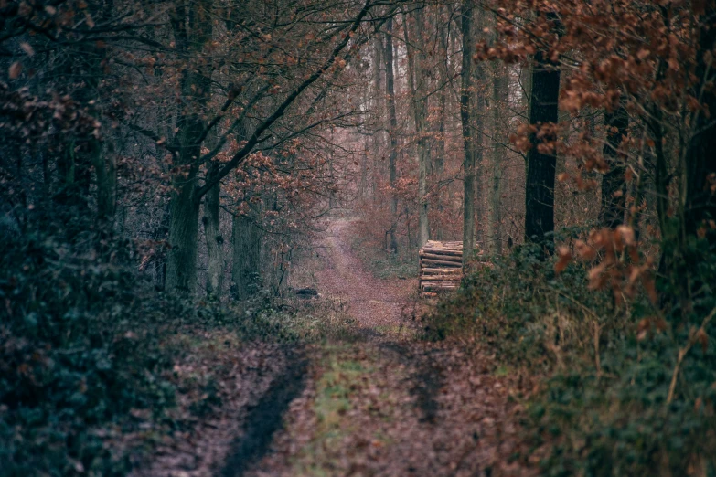 the road in the forest is lined with trees