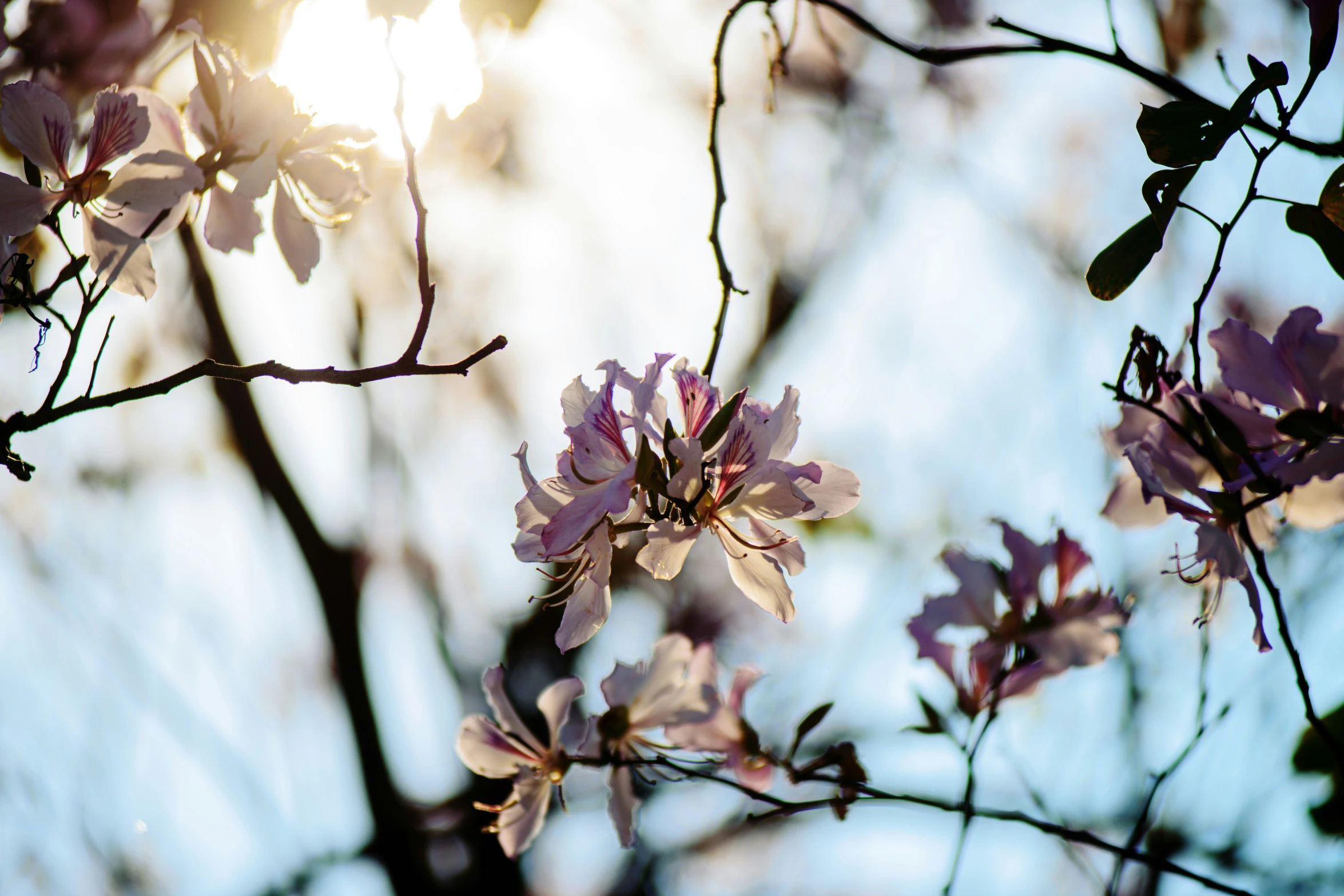 flowers in bloom on nches near trees with sky background