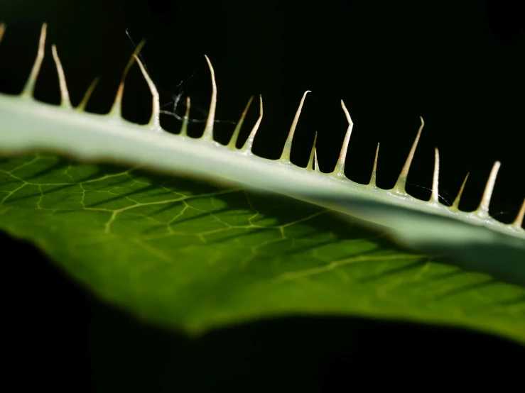 a green leaf with long spines, surrounded by white thin tooth like nches