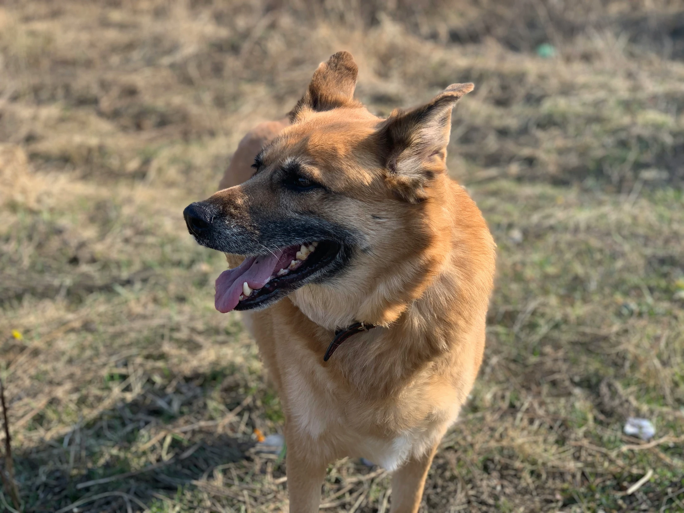 a dog standing in the grass near the camera