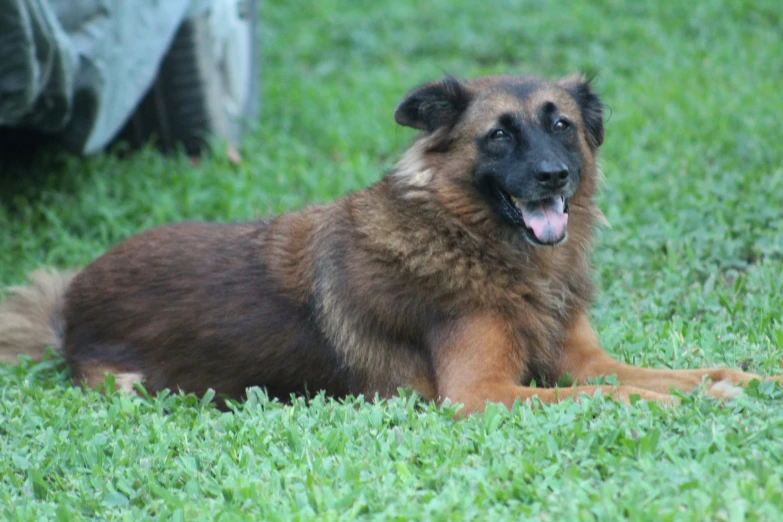 the dog is laying down in the grass